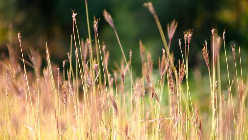 Featured image for Agntapi Com article