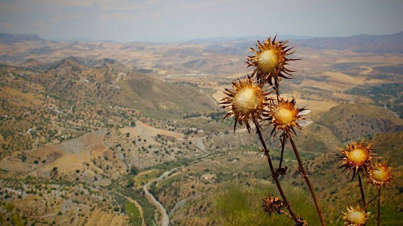 Featured image for Agntapi Com article